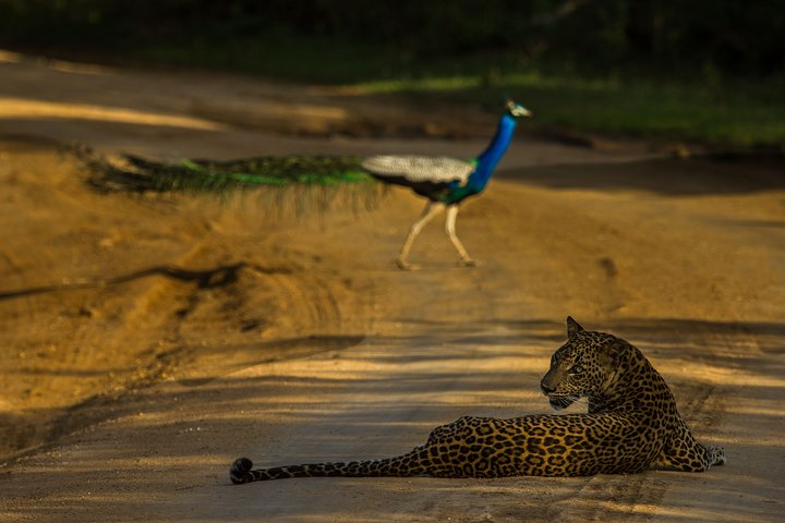 All Inclusive Private Safari at Yala and Bundala National Parks with Lunch - Photo 1 of 5